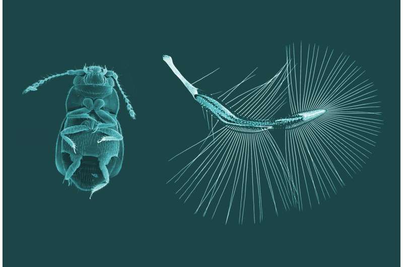 基于斯托克斯流態的微型昆蟲剛毛陣列翼型重量 - 氣動力平衡機制研究 —— 亞毫米級 MAV 仿生翼型設計的核心依據