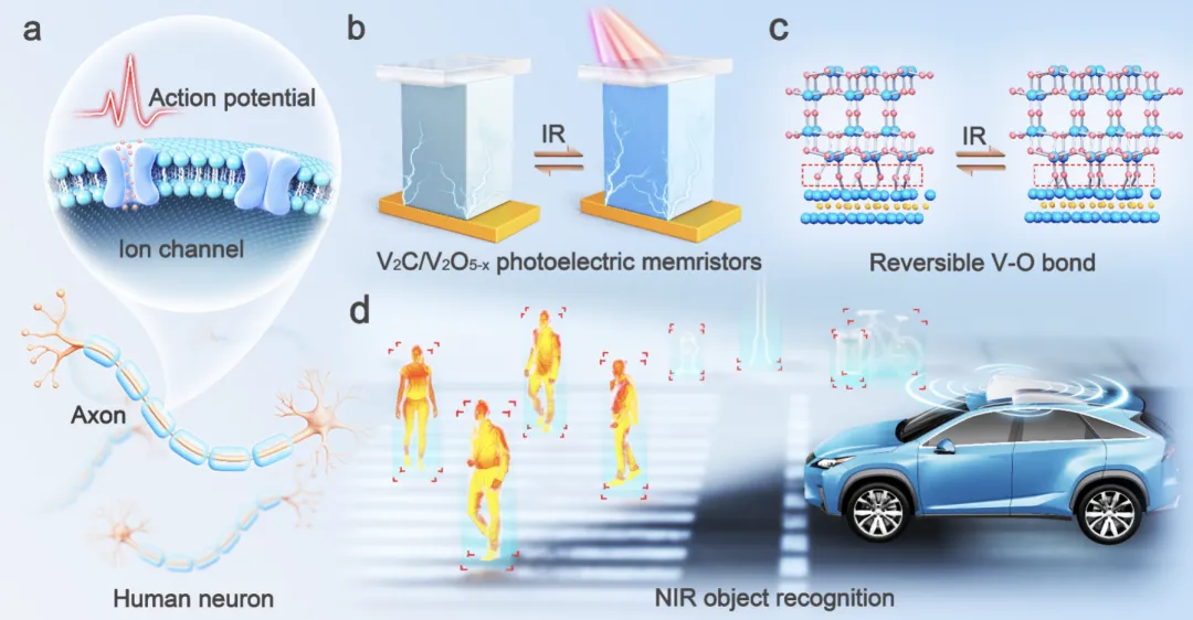 新突破！中科院实现近红外物体高精度识别